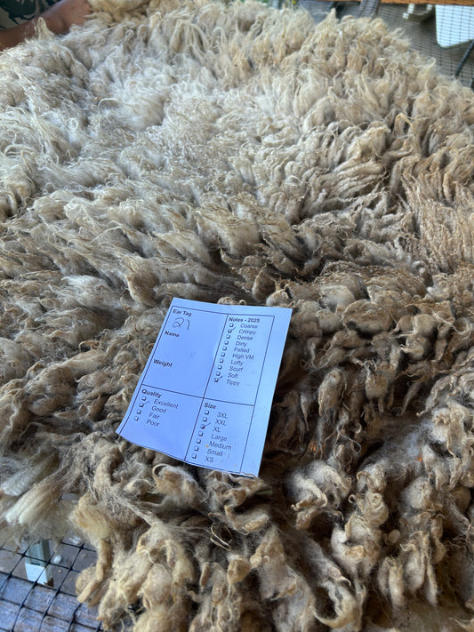 #21 Wool 2025