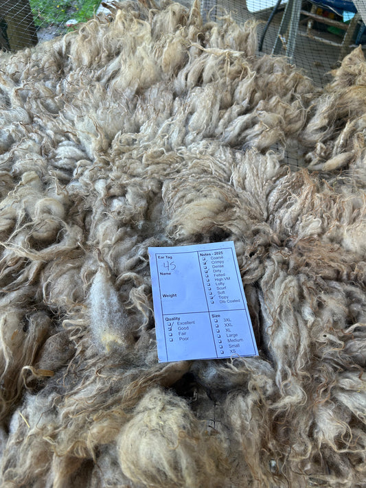 Lamb 45 Wool 2025
