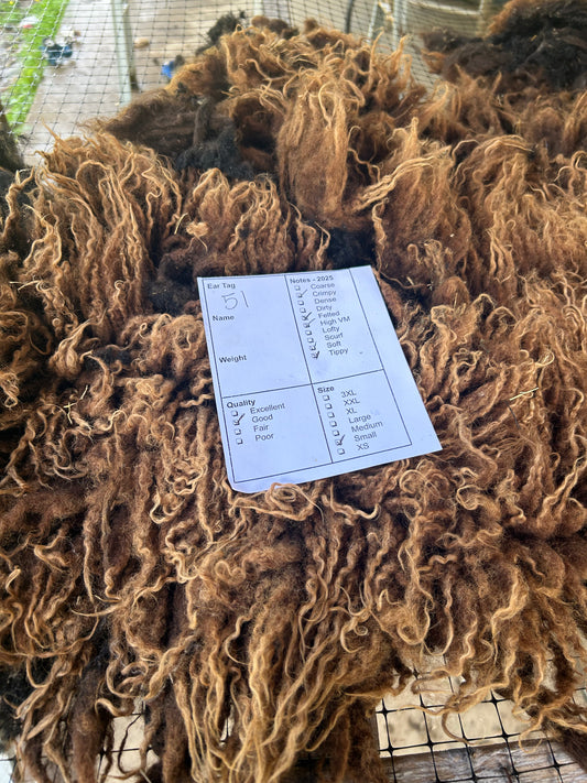 Lamb 51 Wool 2025