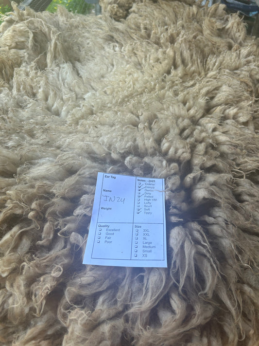 IN24 Wool 2025