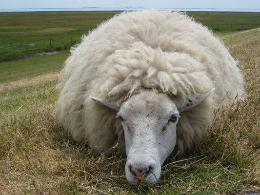 Wool Sample