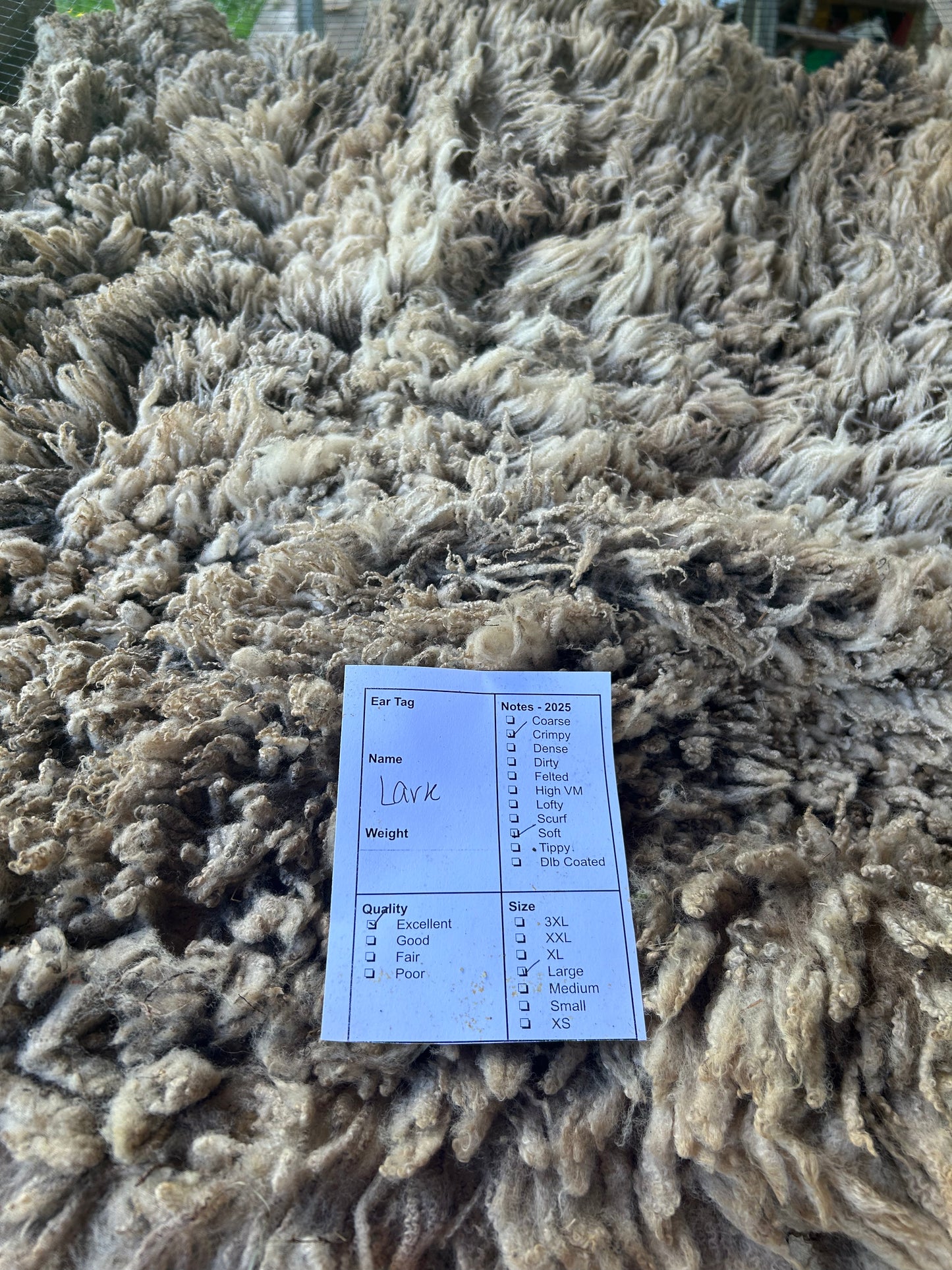 Lark Wool 2025