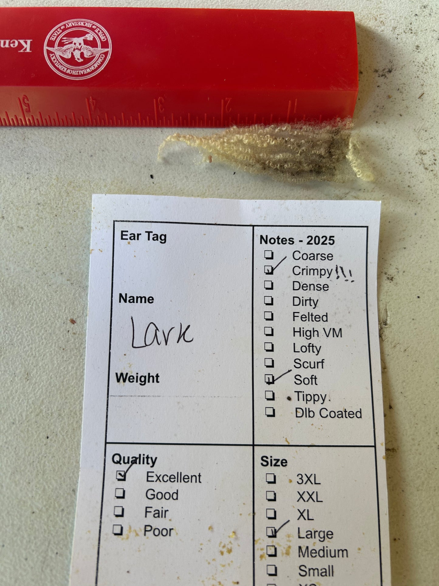 Lark Wool 2025