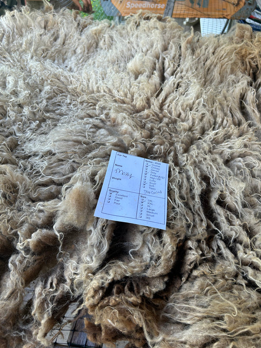 Moxy Wool 2025