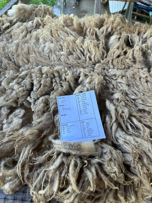 Punk Wool 2025