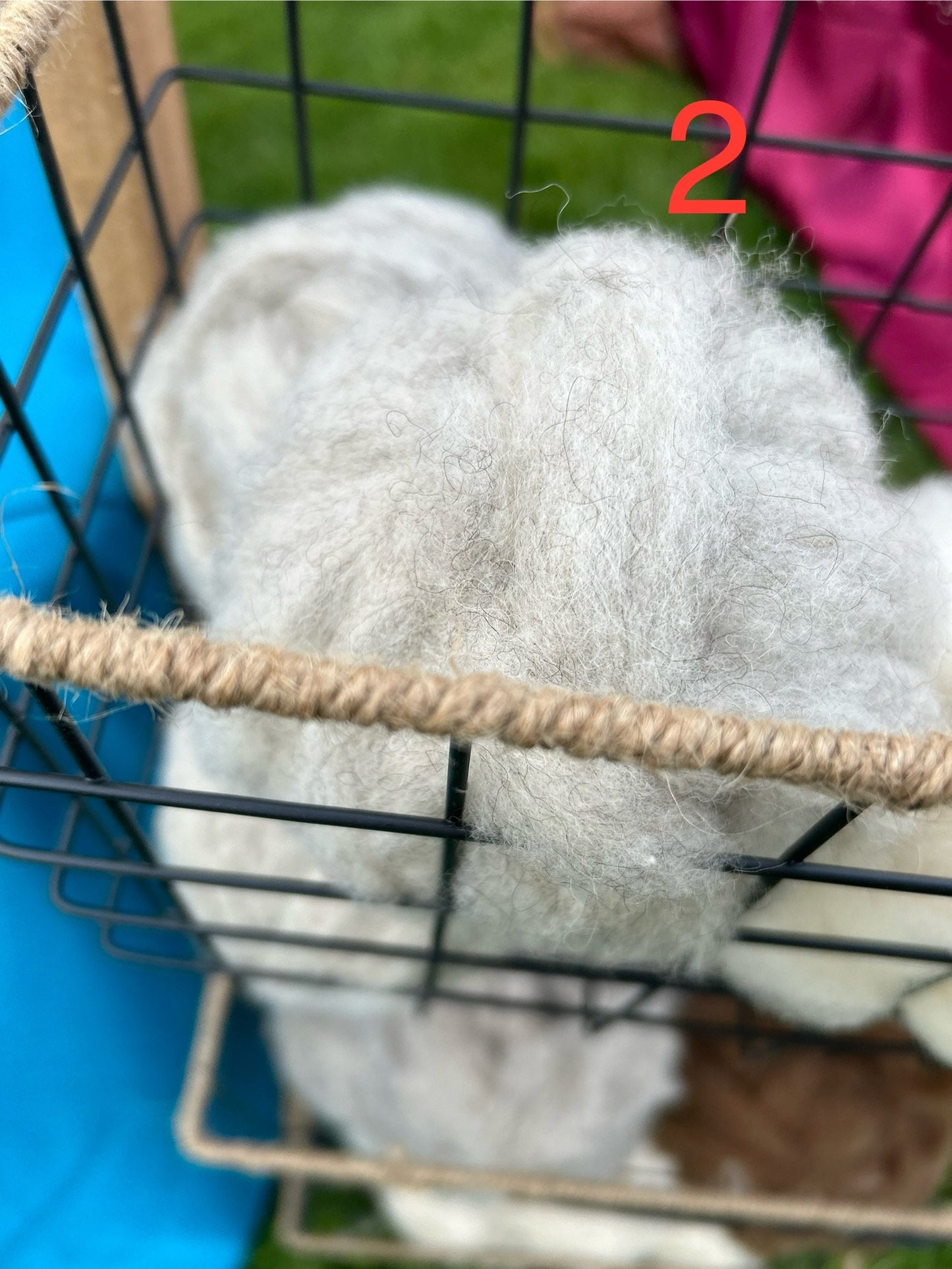 Premium Shetland Roving for Hand Spinners | Ethically Sourced Wool at Blessed Valley Farm