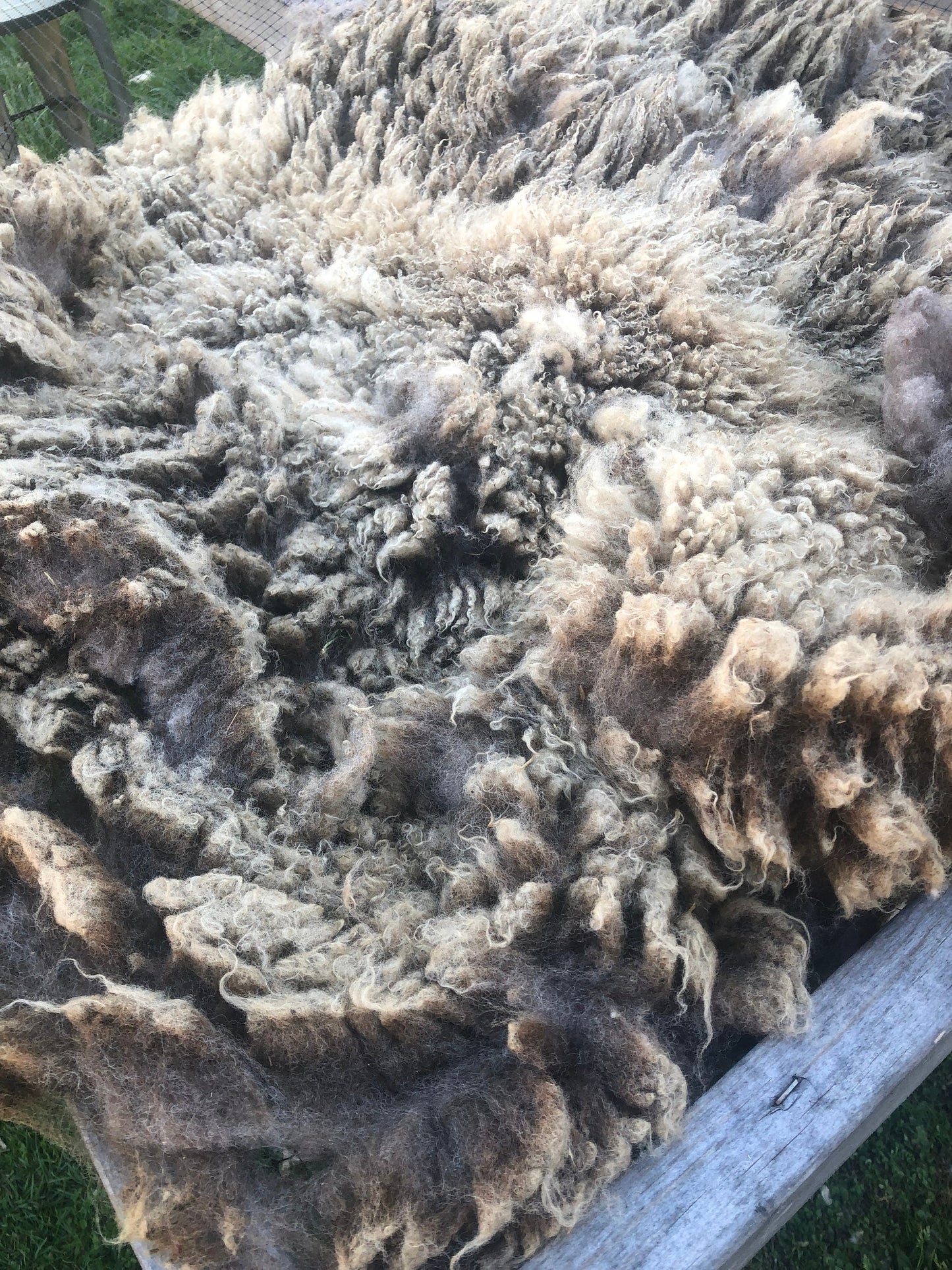 Raw Junk Shetland/ Suffolk Wool