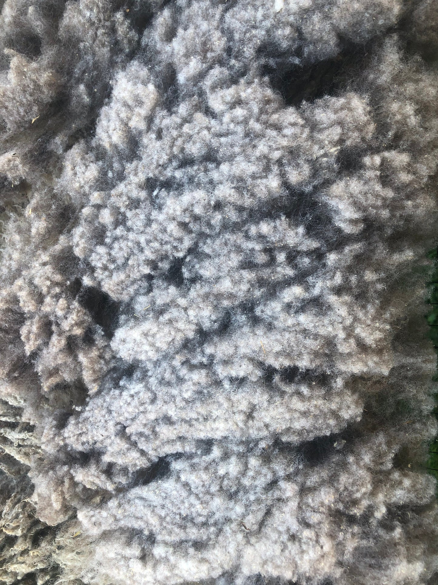 Raw Junk Shetland/ Suffolk Wool