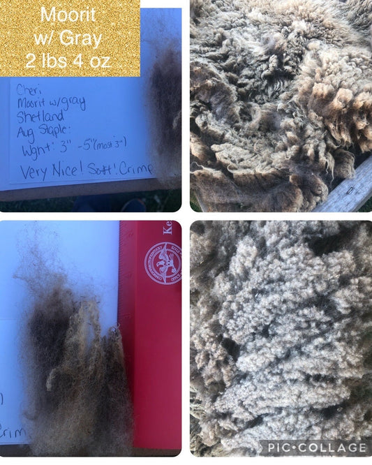 Raw Junk Shetland/ Suffolk Wool