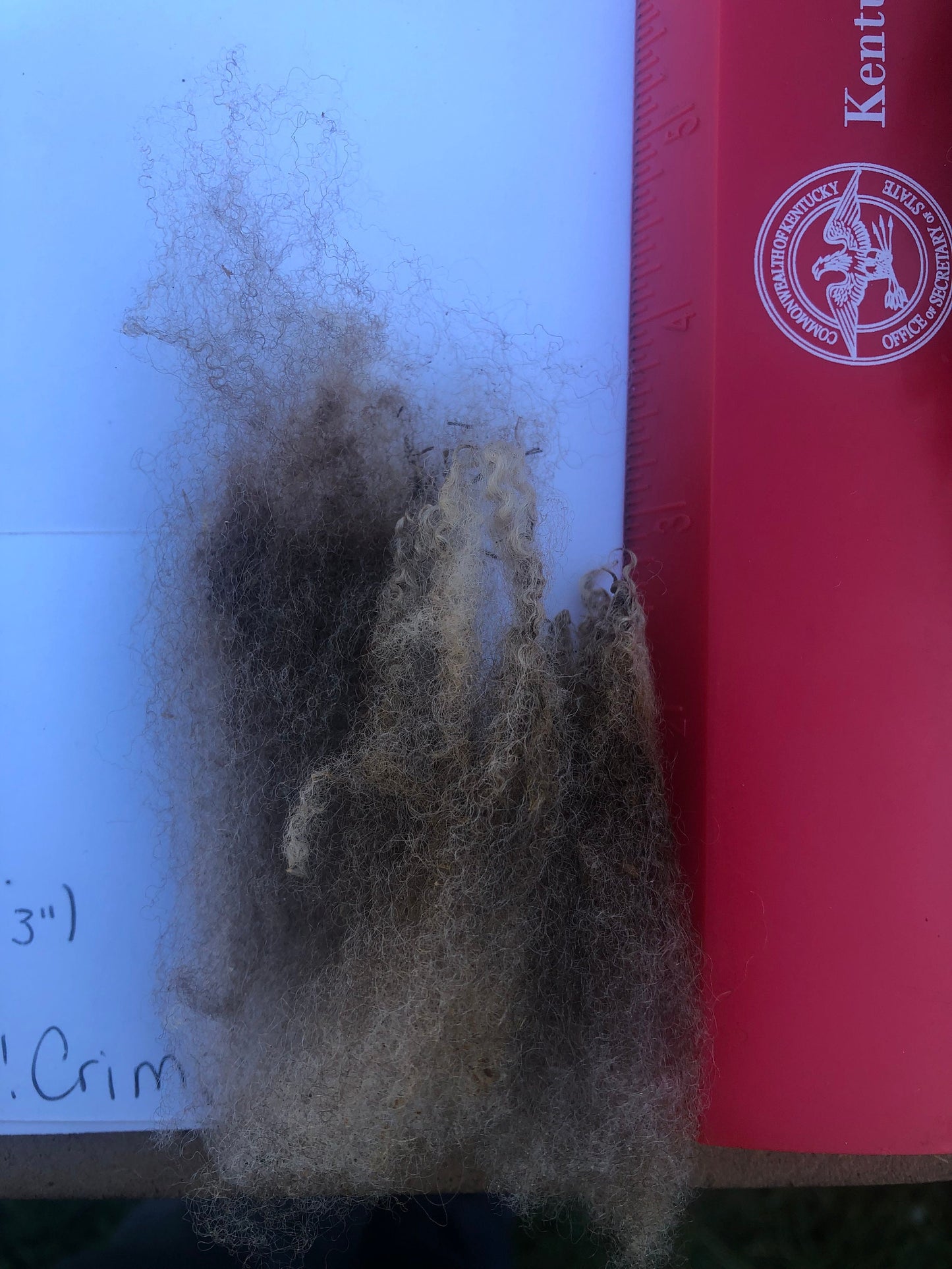 Raw Junk Shetland/ Suffolk Wool