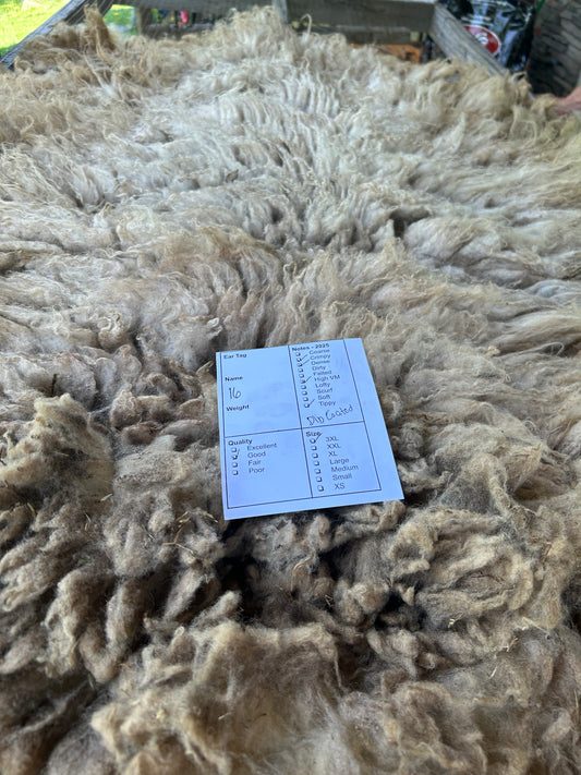 #16 Wool 2025