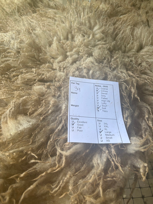 #39 Wool 2025