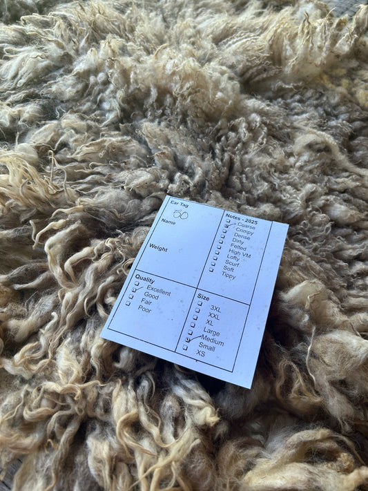 Lamb 50 Wool 2025