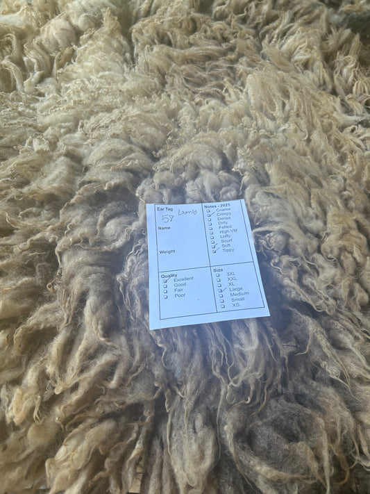 58 Lamb Wool 2025