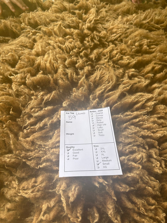 Lamb 59 Wool 2025