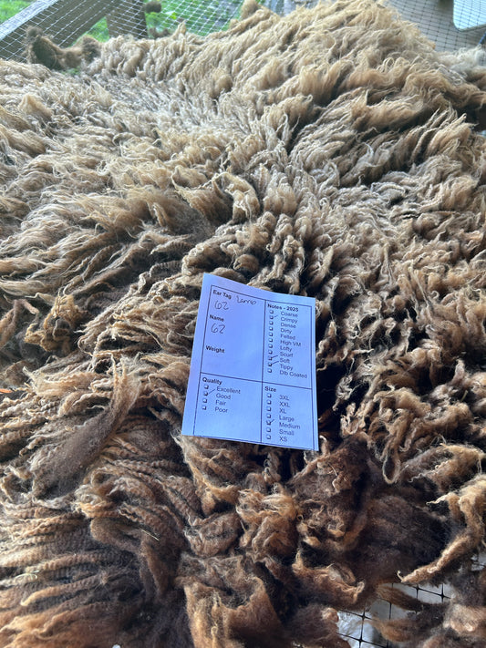 Lamb 62 Wool 2025
