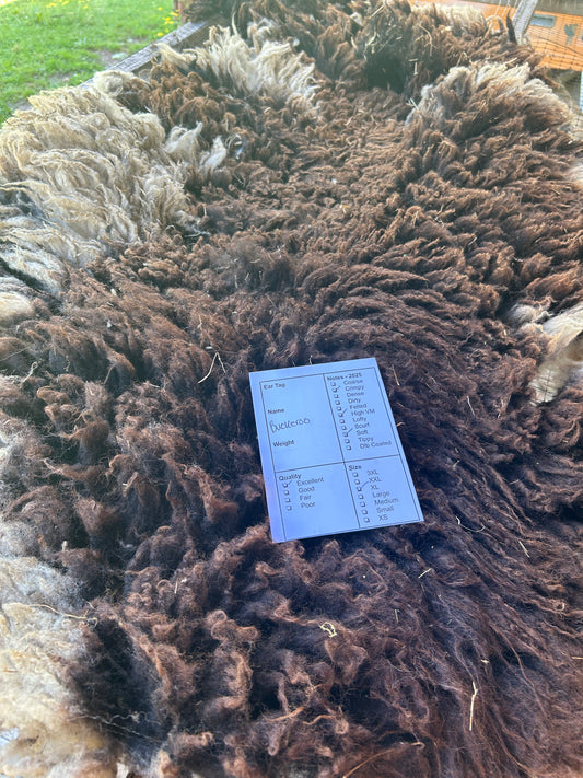 Buckeroo Wool 2025