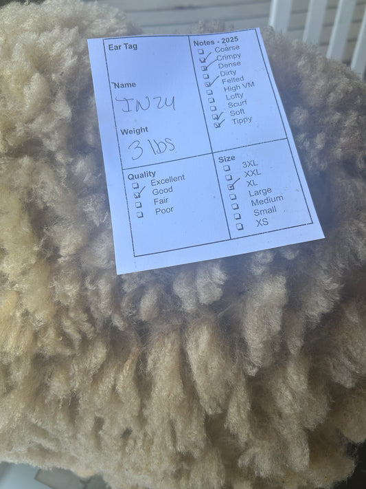 IN Wool 2025