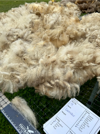 White/ Cream Raw Shetland Wool - Lavender 24