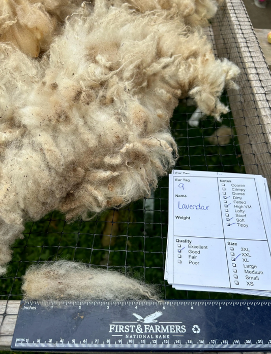 White/ Cream Raw Shetland Wool - Lavender 24