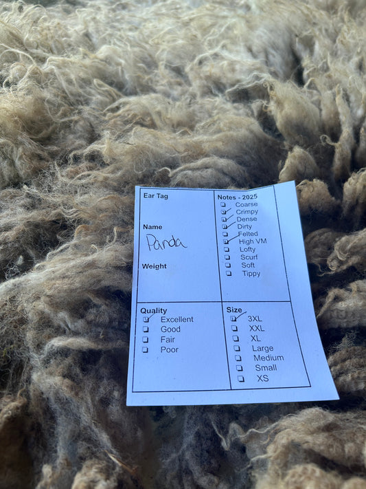 Panda Wool 2025