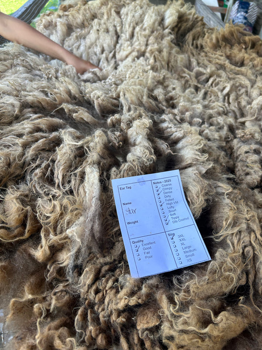 Star Wool 2025