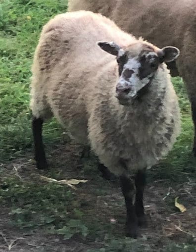 Mazie 23 - Tan Raw Shetland Wool