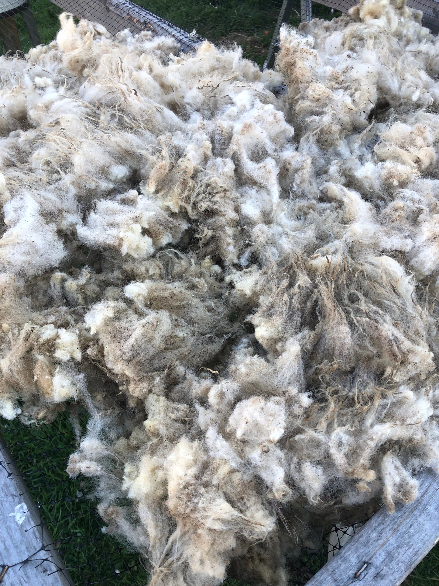 Lavender 23 - Tan Raw Shetland Wool