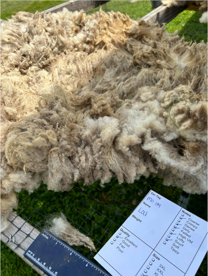 White/ Cream Raw Shetland Wool - Lou 24