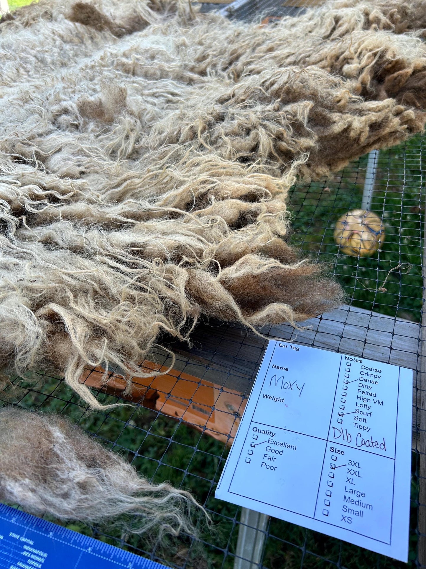 Moorit/ Brown Raw Shetland Wool - Moxy 24