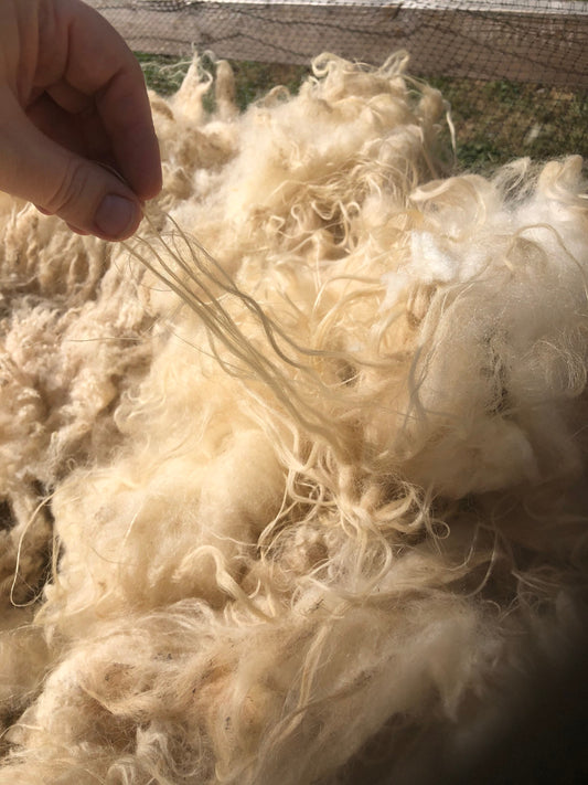 Jinx 21 - Tan Raw Shetland Wool